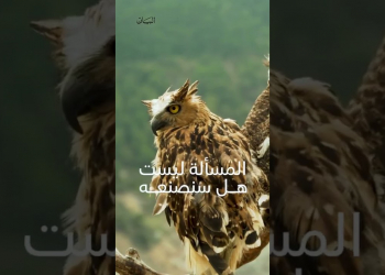 Embedded thumbnail for الذكاء الفائق والتعليم